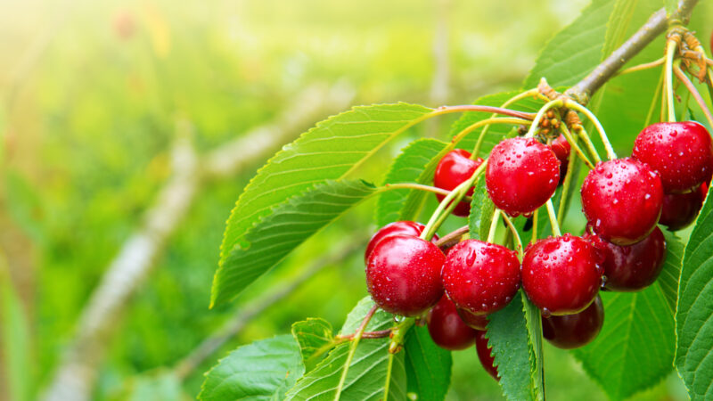 The benefits and obstacles of growing cherries under cover.