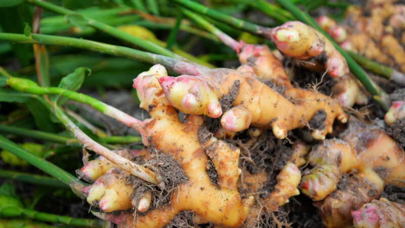 Ginger in a bag – Why to grow ginger in cocopeat under cover.