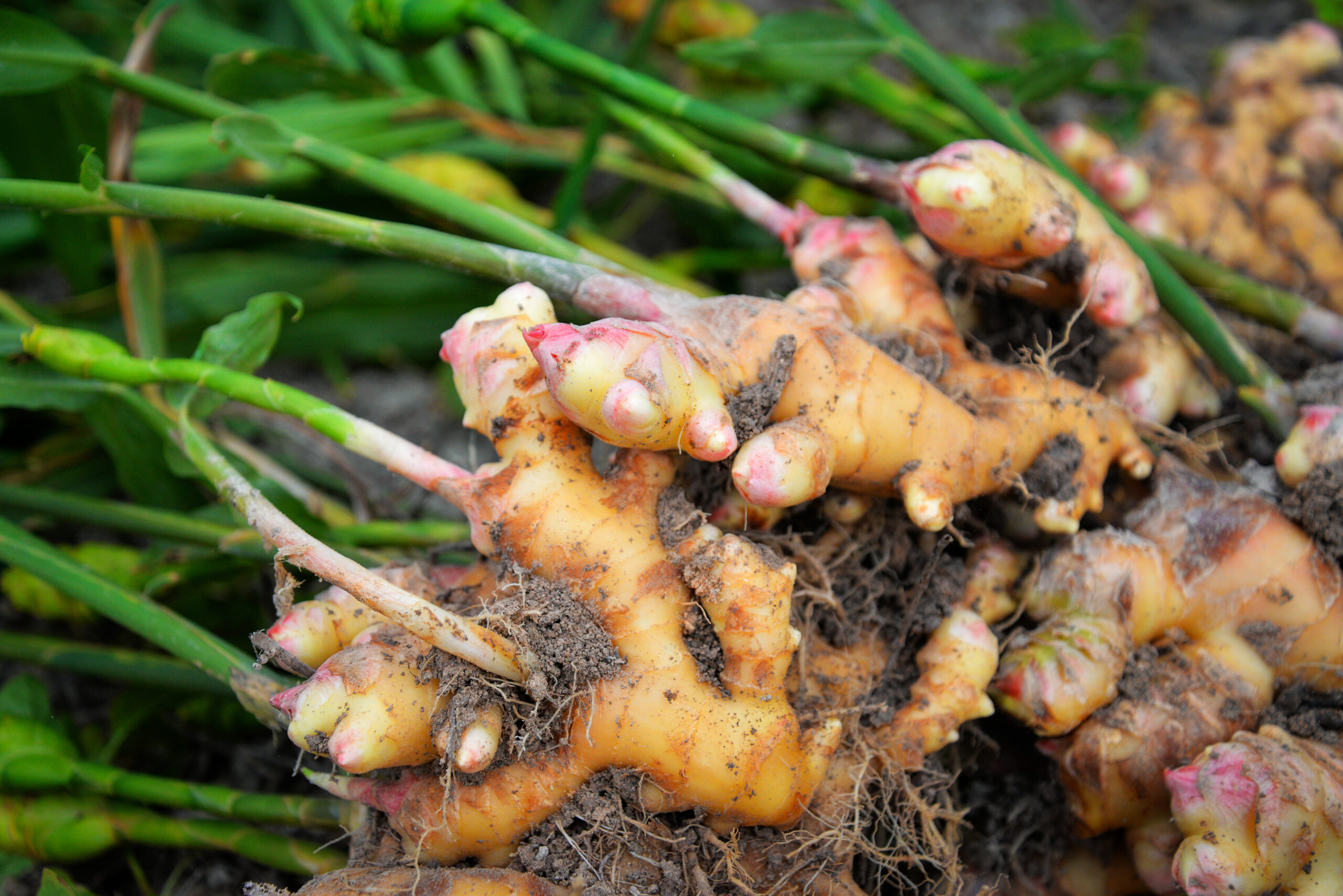 Ginger in a bag – Why to grow ginger in cocopeat under cover.