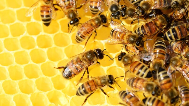 Is beekeeping one of the most important ways to help save the bees?