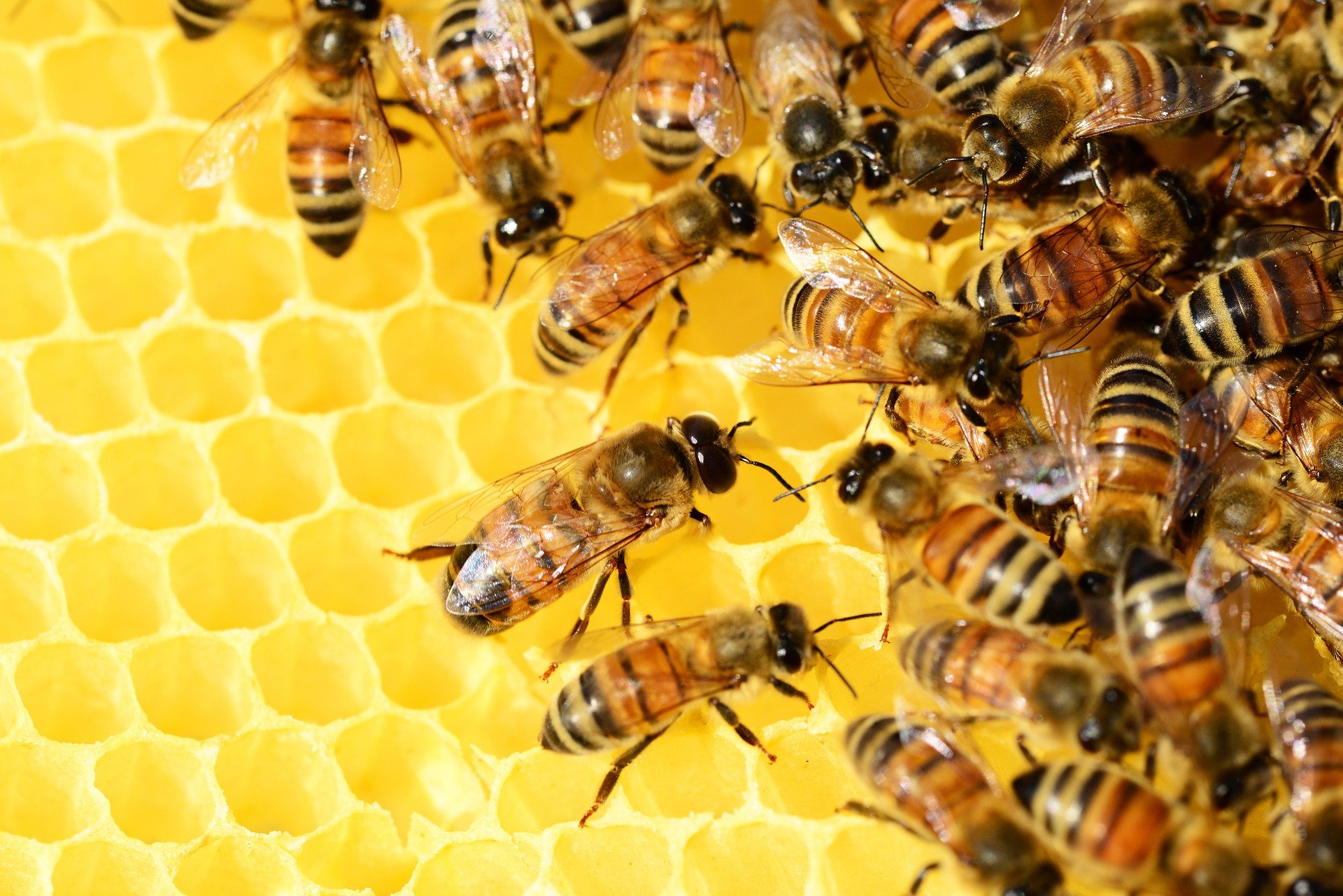 Is beekeeping one of the most important ways to help save the bees?