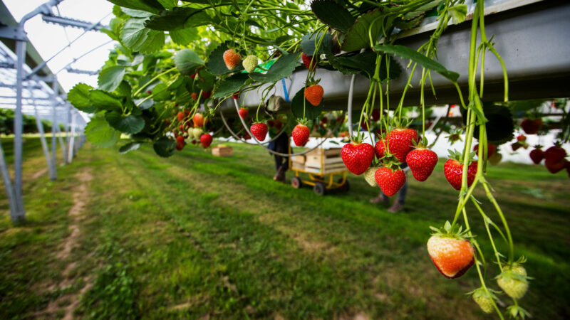 Aussie growers: Our produce is just better. Why?