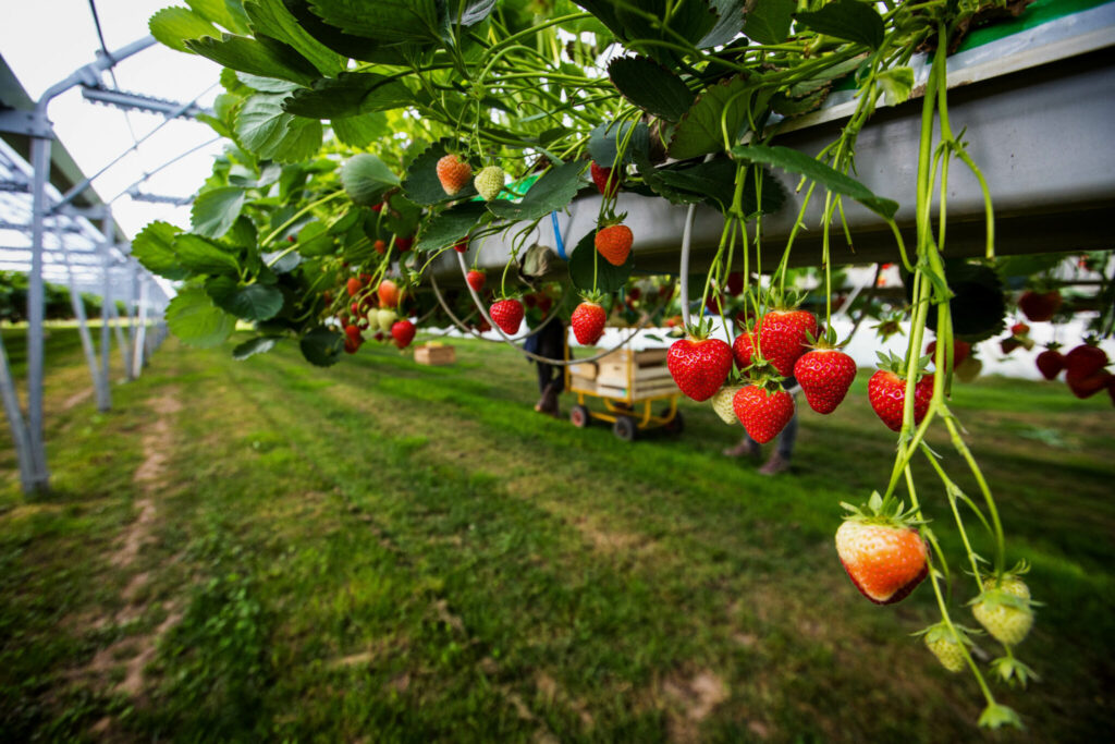 Aussie growers: Our produce is just better. Why? culture de fraises hors sol, champs de fraise sous serre dans le