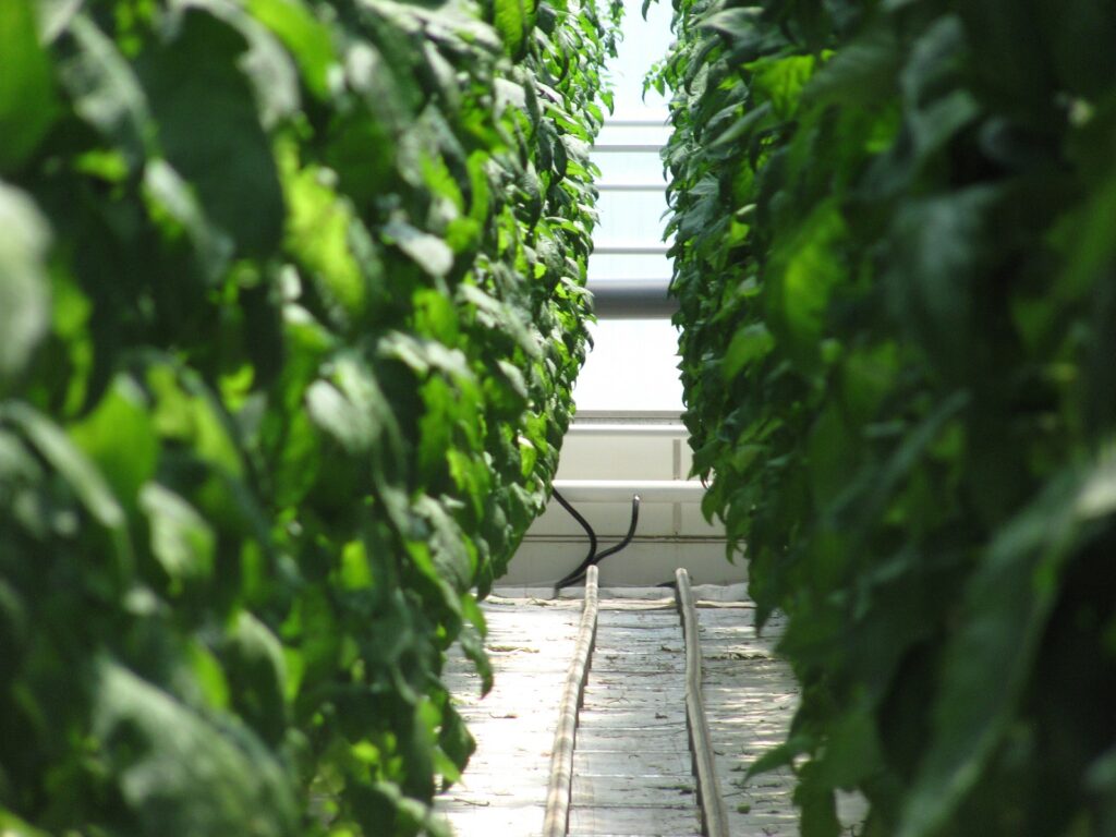 australian protected cropping strategy 2021 2030