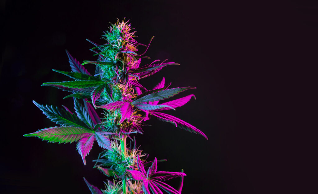 purple green marijuana cannabis plant on black background.
