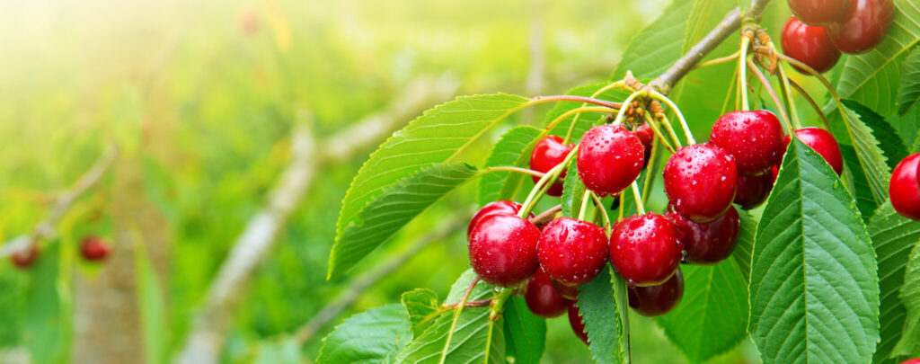 cherries hanging on a cherry tree branch.